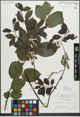 Foto von Salix myrsinifolia Salisb.